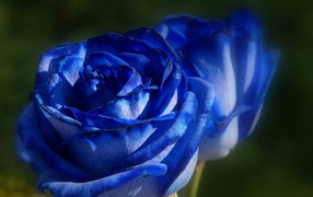 Красивые синие розы на фоне зелени