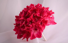 Красивый букет глаидоулс