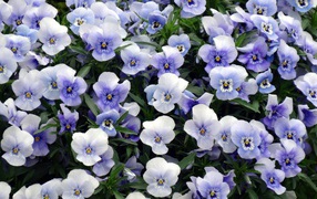 Красивый букет бело-голубых цветов анютины глазки