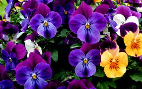 Прекрасный букет цветов анютины глазки