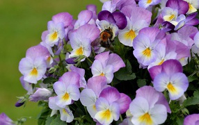Beautiful bouquet of flowers viola (violet, pansy)