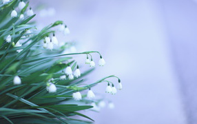 Beautiful bouquet of snowdrops