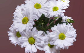 Beautiful bouquet of white chrysanthemum