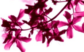 Красивые яркие цветы