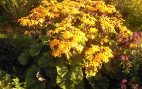 Красивый бузульник на дачном участке