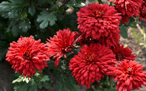 Красивые цветы хризантема на дачном участке