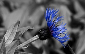 Красивый василек в саду