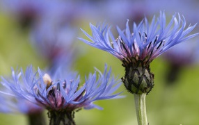 Красивый василек на дачном участке