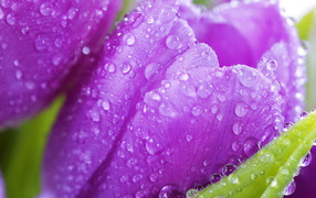 Красивые крокусы ранней весной