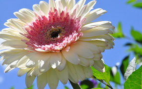 Красивая гербера в саду