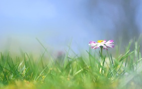 Красивые цветы маргаритки весной