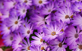 Красивые цветы маргаритки в саду