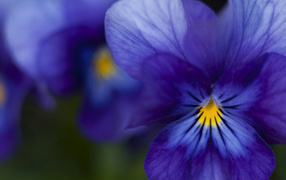 Красивые темно-синие анютины глазки