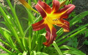 Красивый лилейник в саду