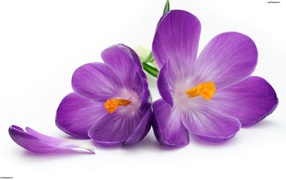 Красивый рисунок цветы шафран