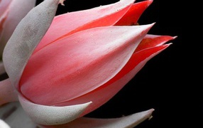 Красивая эхеверия (эчеверия) 