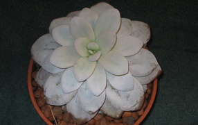 Красивая эхеверия (эчеверия) в саду