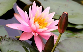 Красивый цветок нимфея на воде