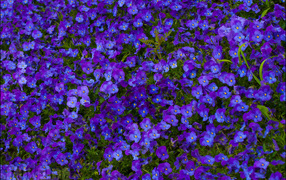 Расцвели красивые цветы анютины глазки