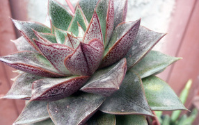 Красивый цветок эхеверия (эчеверия) в парке