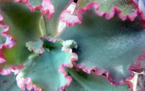 Красивый цветок эхеверия (эчеверия) на поляне