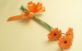 Красивый цветок гербера