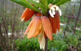 Красивый цветок рябчик императорский на клумбе в саду