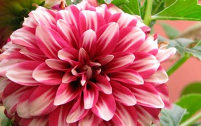 Красивый цветок астра в саду