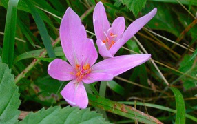 Прекрасный цветок шафран расцвел в саду