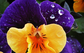 Beautiful flower in the garden pansy