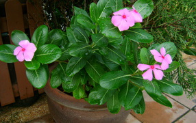 Красивый цветок барвинок в саду