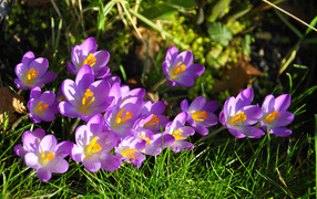 На солнце красивый цветок шафран