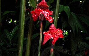 Красивый цветок роскоя на поляне