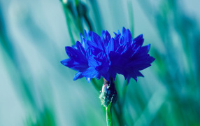 Красивые цветок василек на поляне