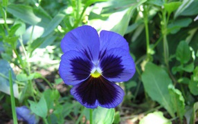 Красивый цветок анютины глазки