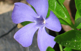 Красивый цветок барвинок на дачном участке