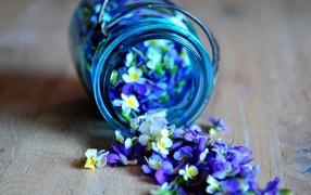 Beautiful flower petals viola