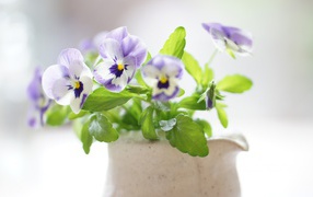 Красивые цветы