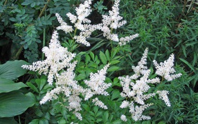 Красивые цветы астильба на клумбе в саду