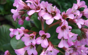 Красивые цветы бадан