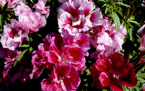 Красивые цветы кларкия (годеция) в саду