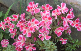 Beautiful flowers Clark (godetsiya) in the park