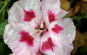 Красивые цветы кларкия (годеция) на клумбе в саду