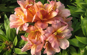 Красивые цветы альстремерия на клумбе в саду