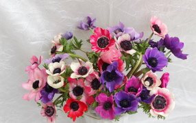 Красивая цветы анемона