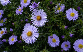 Красивые цветы астра в парке