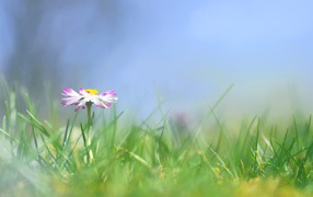 Прекрасные цветы маргаритки