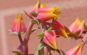 Красивые цветы эхеверия (эчеверия) на клумбе  в саду