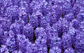 Beautiful flowers hyacinths spring glade