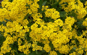 Красивые цветы алиссум на клумбе в саду